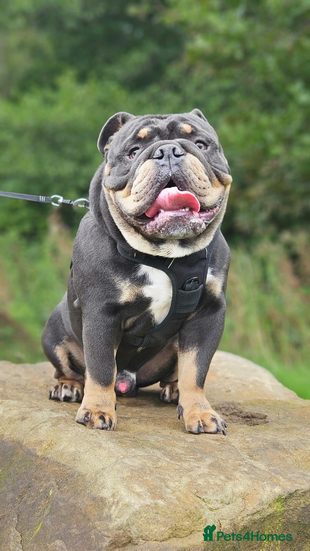 English Bulldog dogs for stud: 🔥🔥💗🧬Pink Floyd🧬💗🔥🔥 - Advert 14