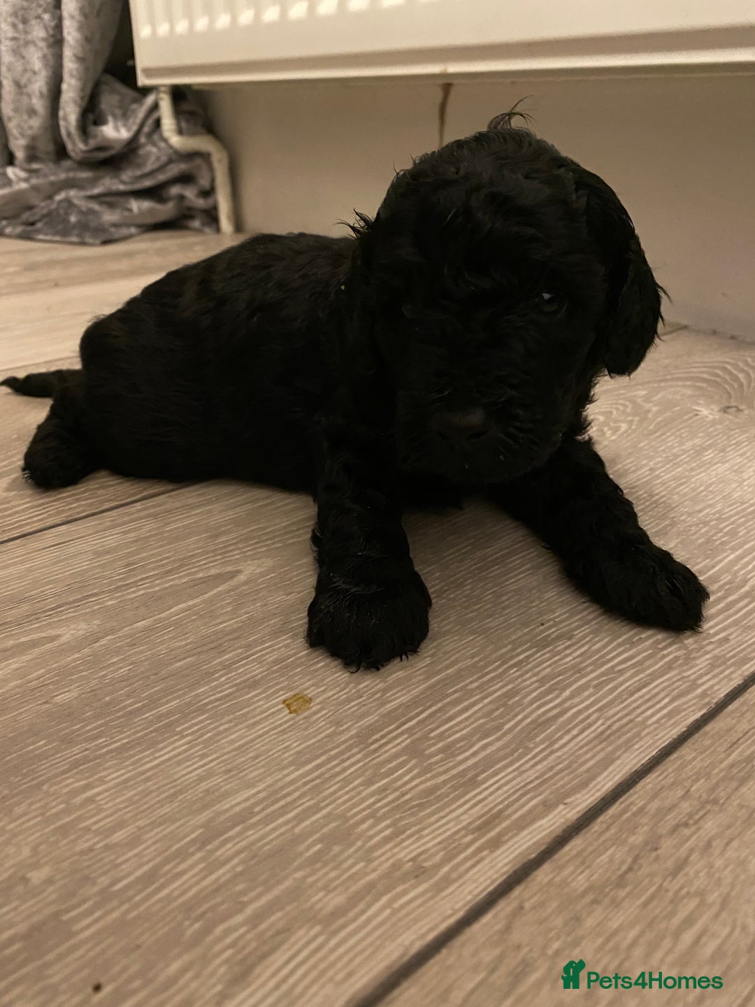 Toy Poodle dogs for sale: Stunning toy poodles  - Advert 19