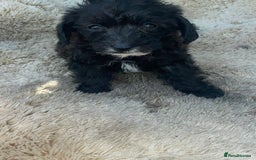 Doxiepoo dogs for sale: Doxiepoos - Image 17
