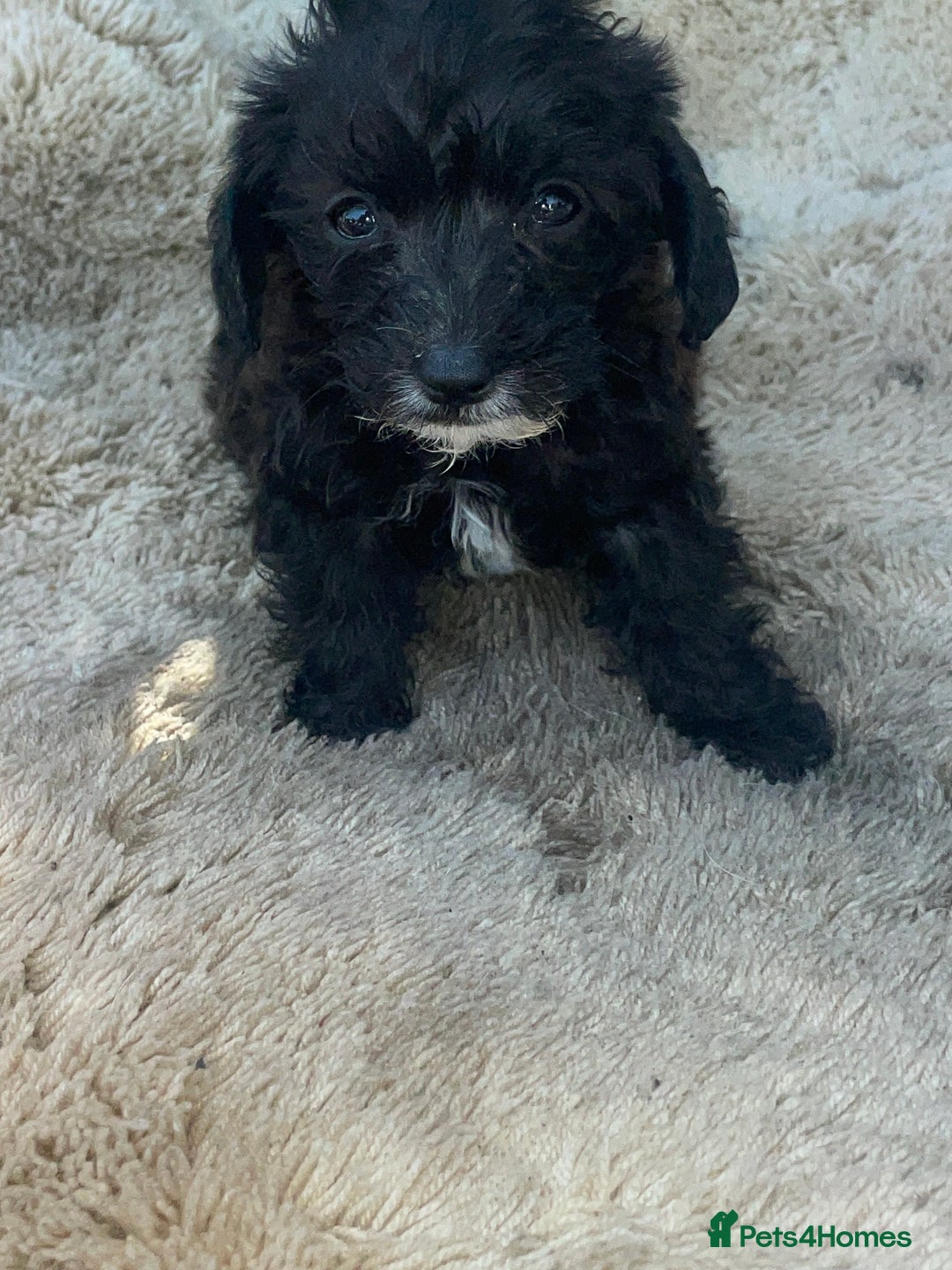 Doxiepoo dogs for sale: Doxiepoos - Image 17