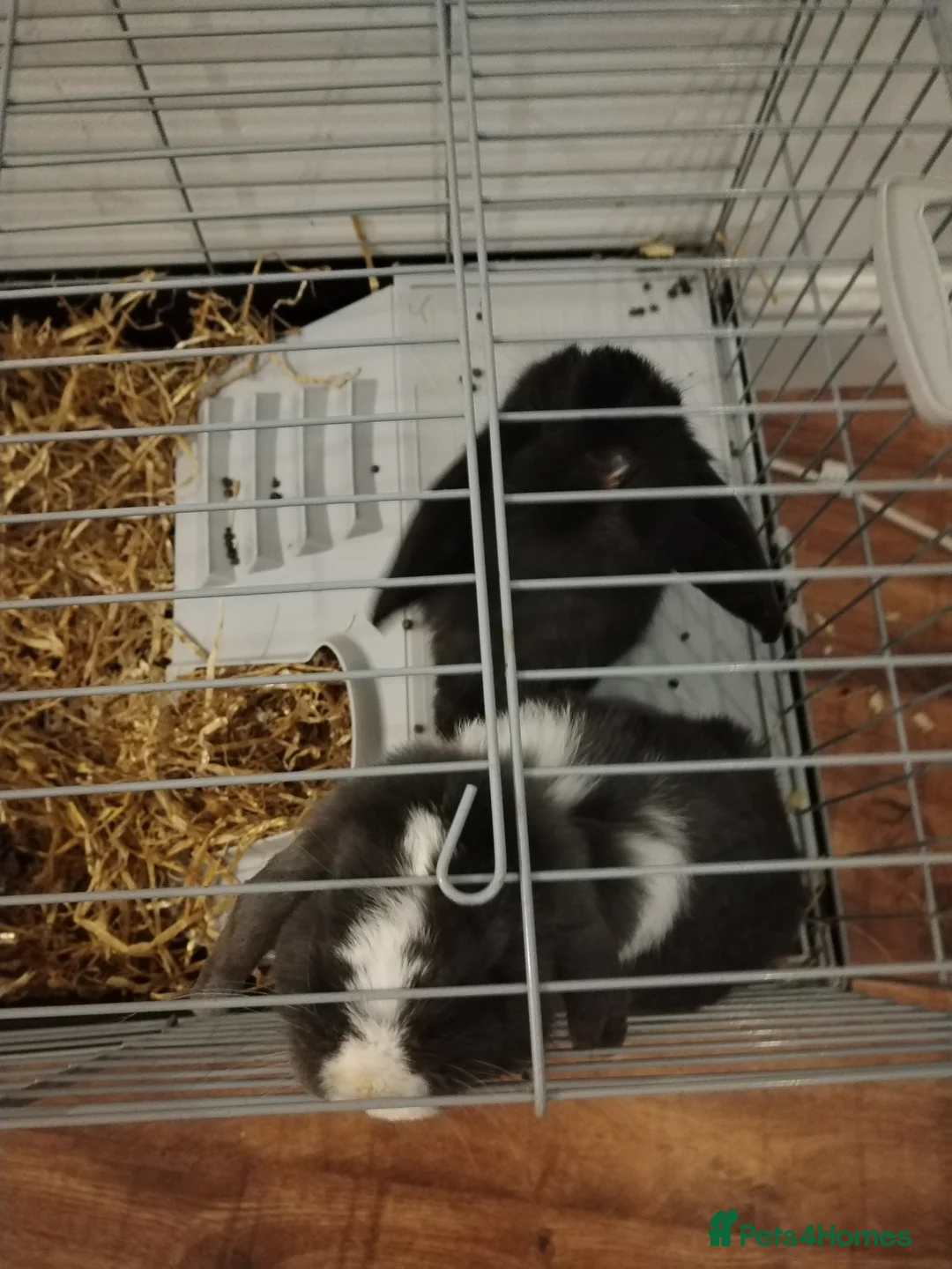 Mini Lop rabbits for sale: 2 x mini lops - Advert 3