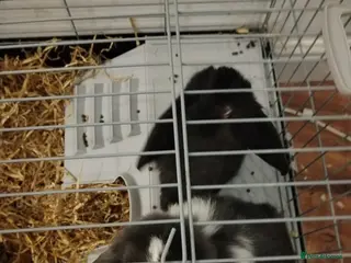 Mini Lop rabbits 2 x mini lops - Advert 19