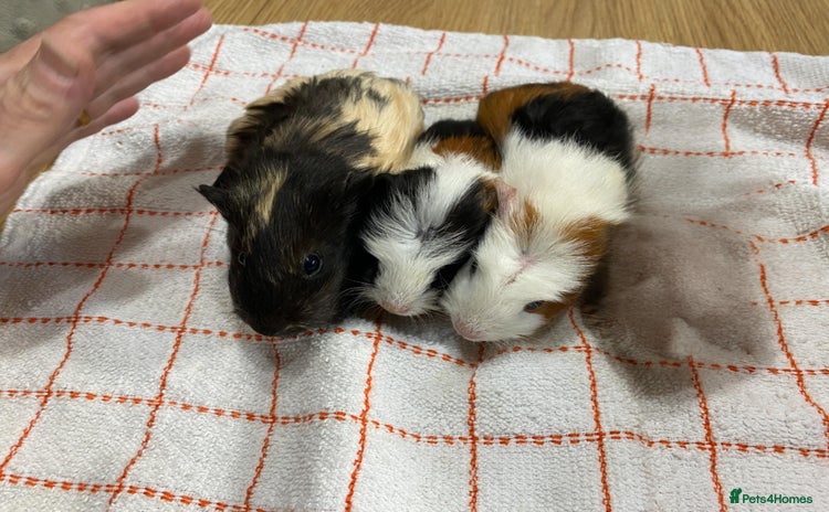 Guinea Pig rodents - Advert 7