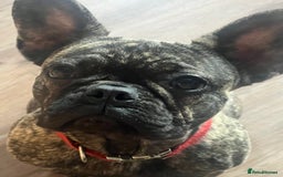 French Bulldog dogs for sale: French bulldog - Image 6