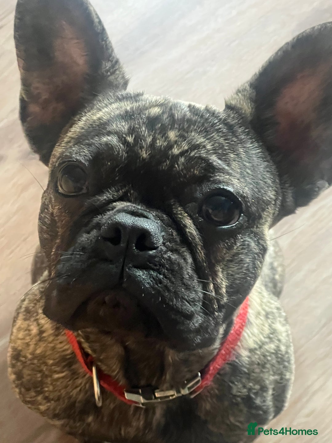 French Bulldog dogs for sale: French bulldog - Image 6