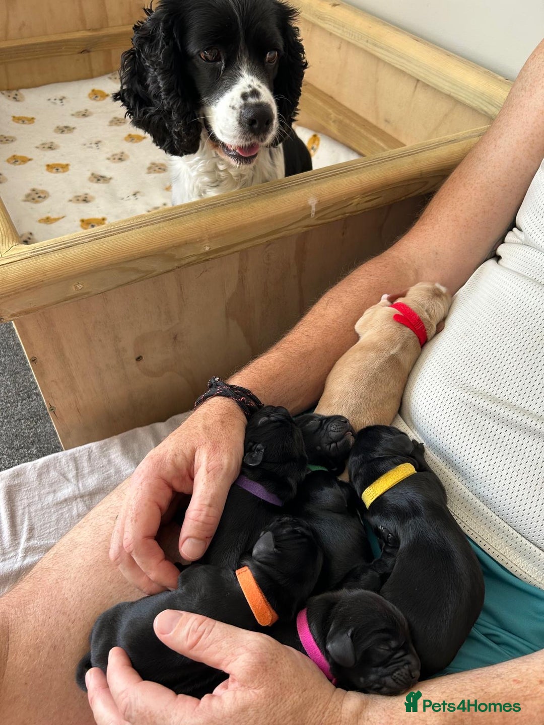 Cockerdor dogs for sale: Cockador Puppies for sale - Image 17