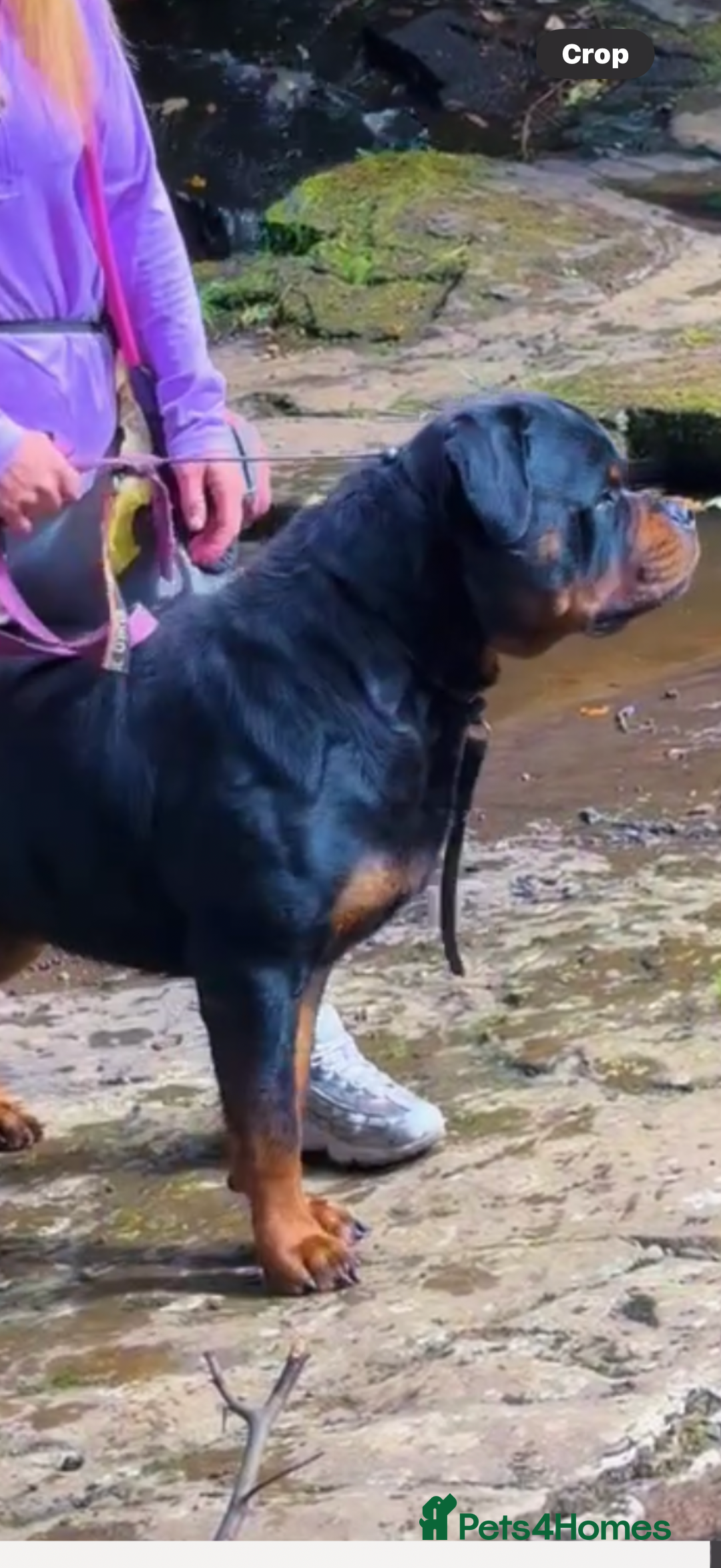Rottweiler dogs for stud: Stunning KC registered fully health tested male   in Burnley - Advert 16