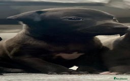 Italian Greyhound dogs for sale: Itlaian greyhound puppy's for sale - Image 12