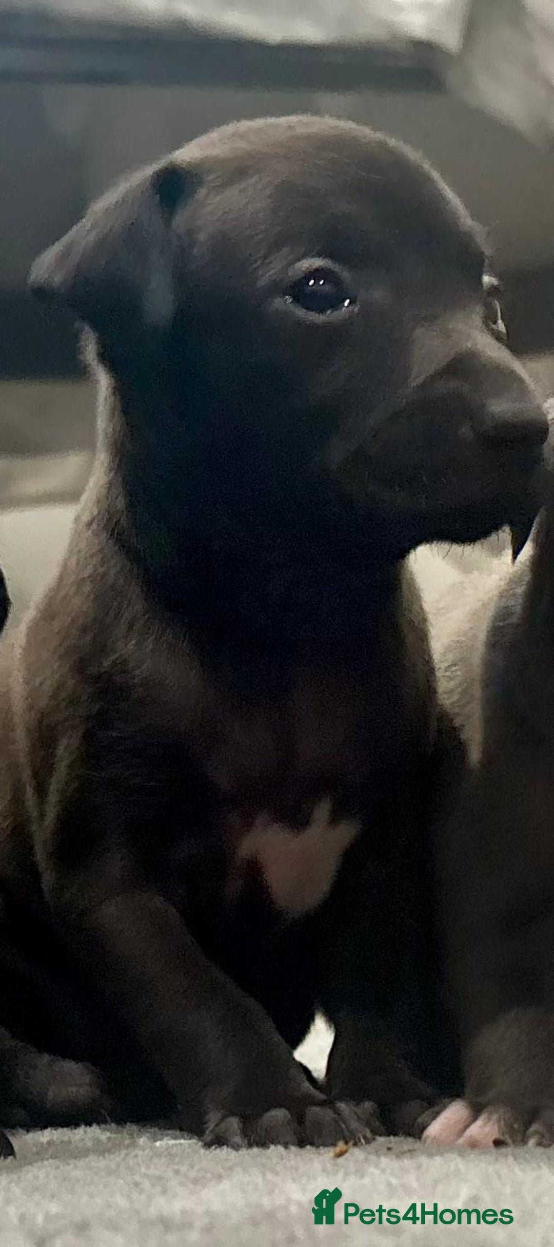 Italian Greyhound dogs for sale: Itlaian greyhound puppy's for sale - Image 12