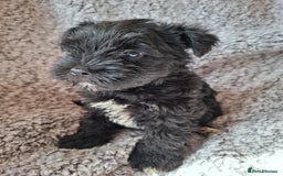 Miniature Schnauzer dogs for sale: Miniature Schnauzer beauties - Image 17