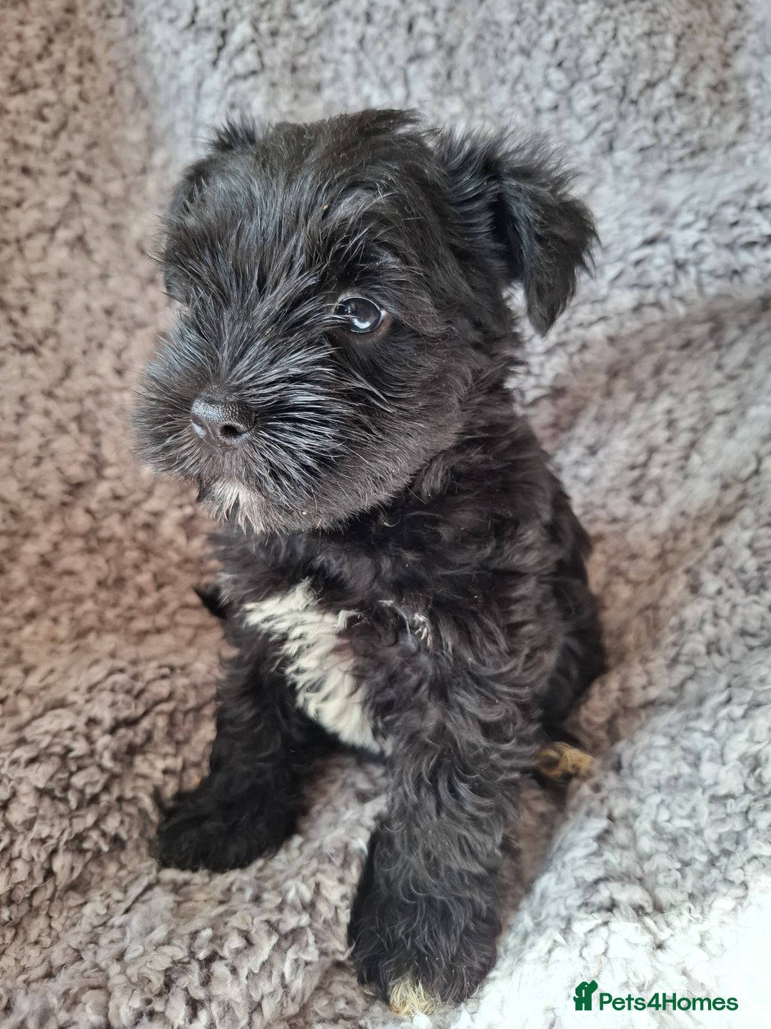 Miniature Schnauzer dogs for sale: Miniature Schnauzer beauties - Image 17
