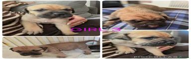 Cane Corso 3