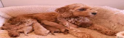 Cavapoo dogs for sale: 5*Licensed+DNAtested+Vetchecked+Red+Apricot+Cream - Advert 2