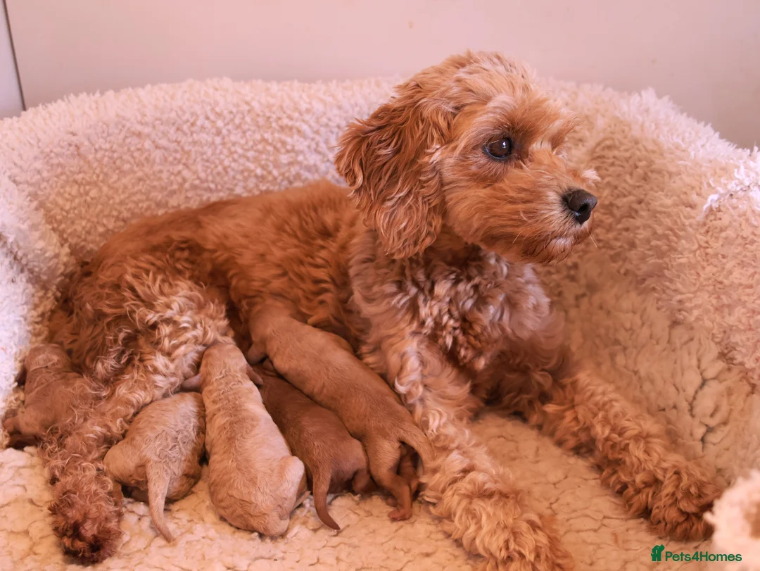 Cavapoo dogs for sale: 5*Licensed+DNAtested+Vetchecked+Red+Apricot+Cream - Advert 2