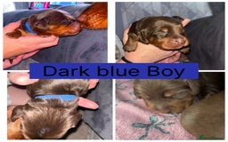 Cocker Spaniel dogs for sale: Beautiful litter - working cocker spaniels ❤️ - Image 13