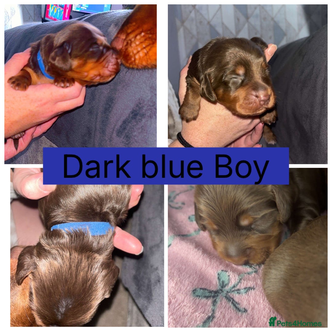 Cocker Spaniel dogs for sale: Beautiful litter - working cocker spaniels ❤️ - Image 13
