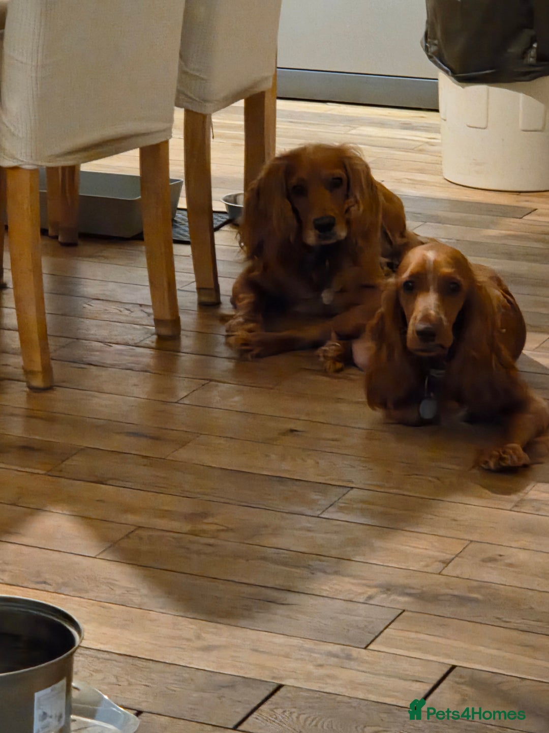 Cocker Spaniel dogs for sale: Beautiful and sweet puppy😊 - Image 18