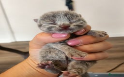 British Shorthair cats for sale: pure breed British shorthair - Image 6