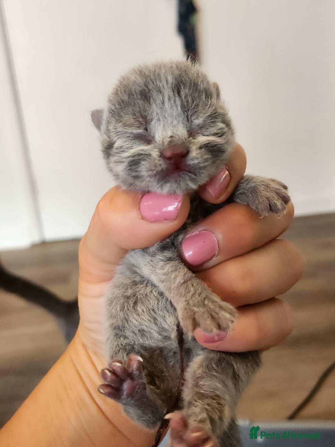 British Shorthair cats for sale: pure breed British shorthair - Image 6