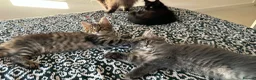 Maine Coon cats for sale: Beautiful Maine Coon Kittens for Sale - Advert 6