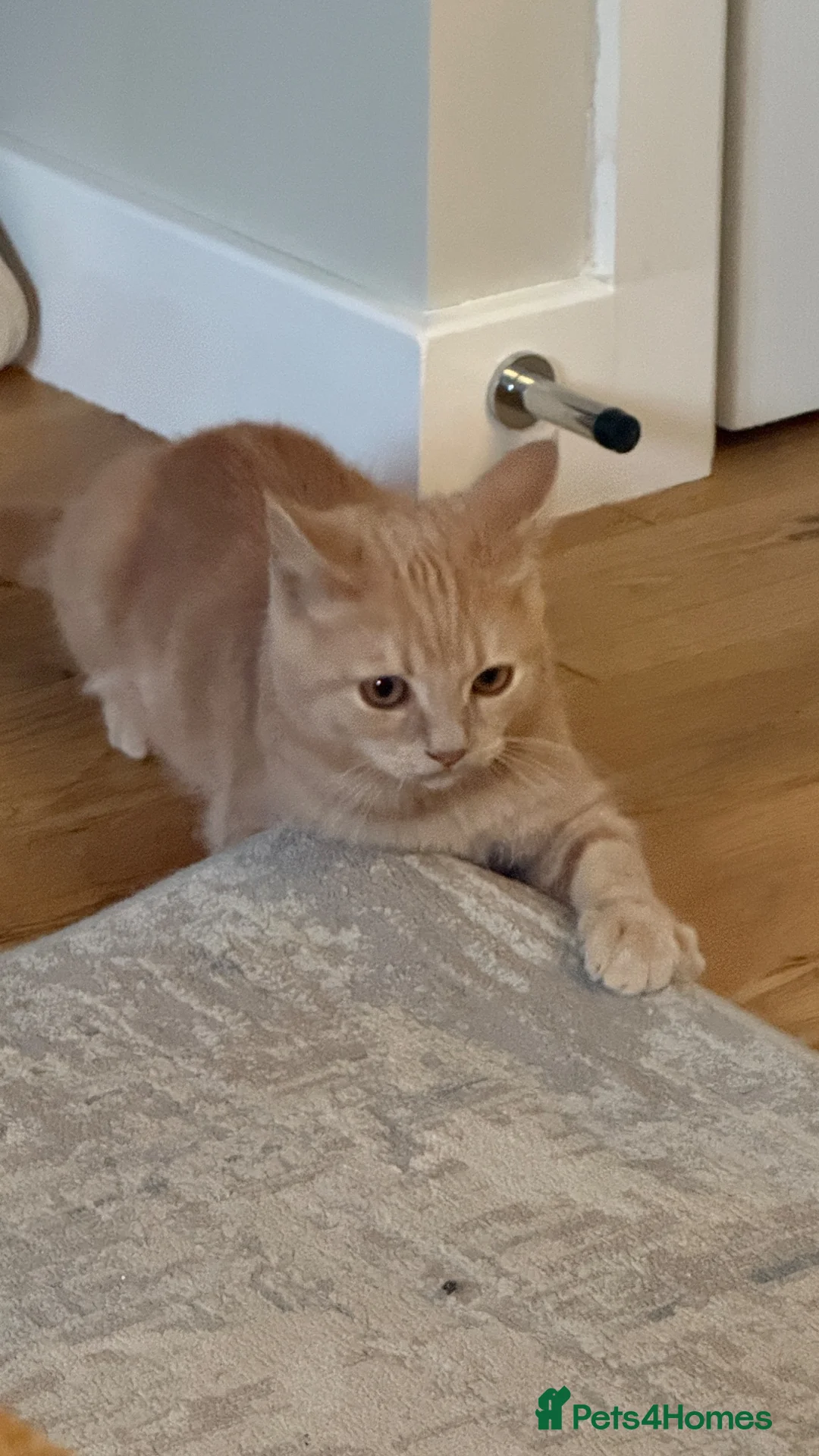 Mixed Breed cats for sale: 4 months old male kitten BSH & persian in Wellingborough - Advert 2