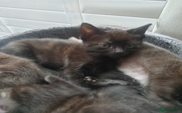 Domestic Shorthair cats for sale: Beautiful Domestic Short-haired kittens - Image 16
