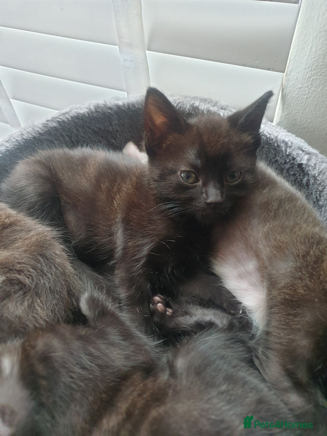 Domestic Shorthair cats for sale: Beautiful Domestic Short-haired kittens - Image 16