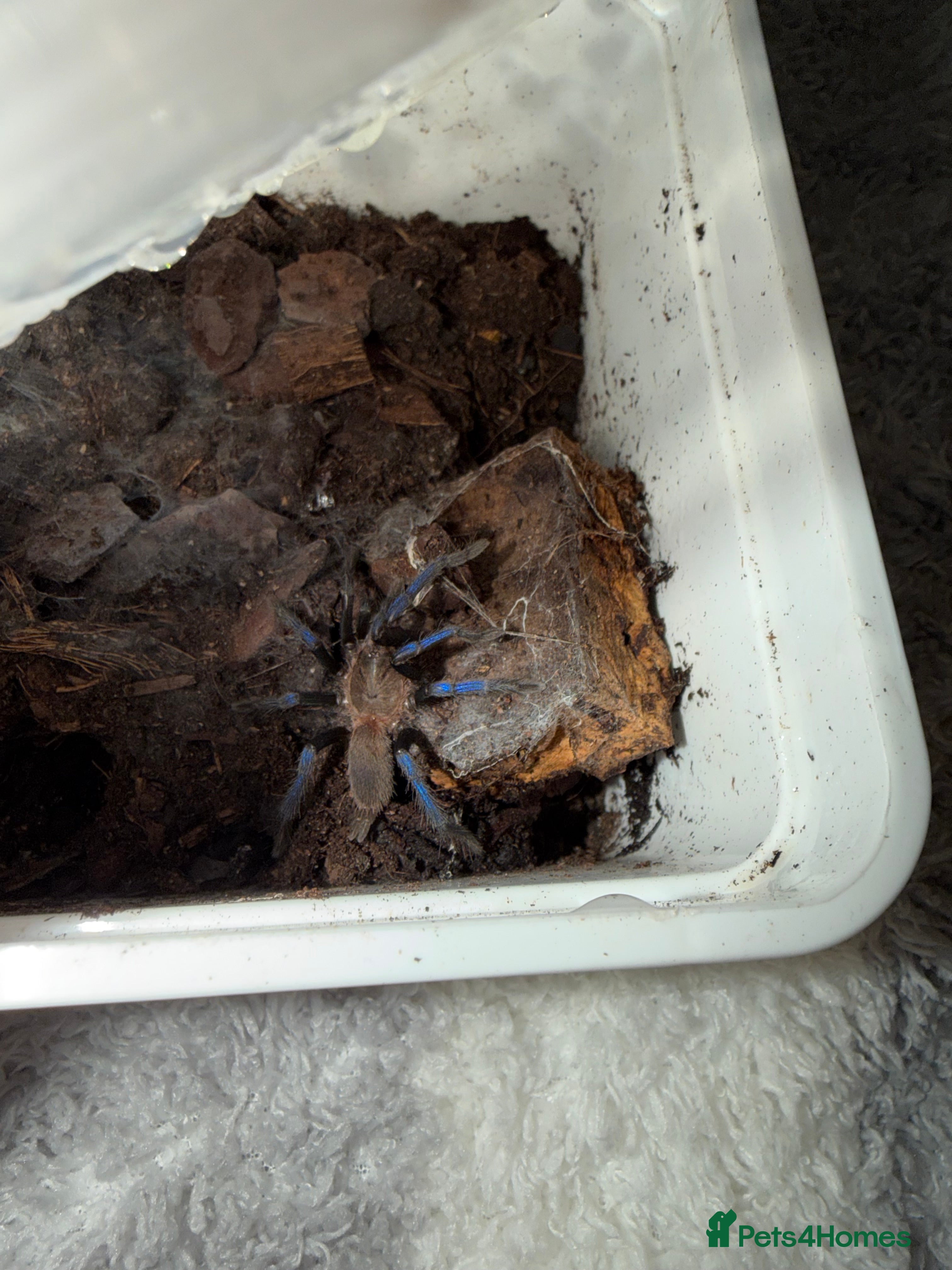 Tarantulas invertebrates Tarantula’s + scorpion for sale  - Advert 19