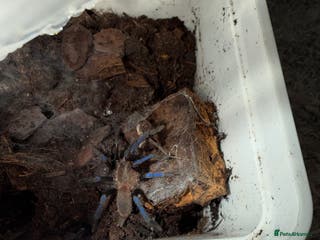 Tarantulas invertebrates Tarantula’s + scorpion for sale - Advert 10