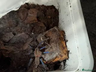 Tarantulas invertebrates Tarantula’s + scorpion for sale - Advert 9