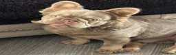 French Bulldog dogs for stud: NEW SHADE FLUFFY FRENCHBULL FOR STUD  in Larkhall - Advert 3