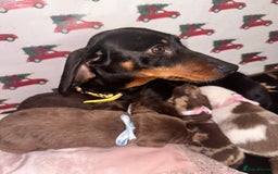 Dachshund dogs for sale: Dachshund  - Advert 4