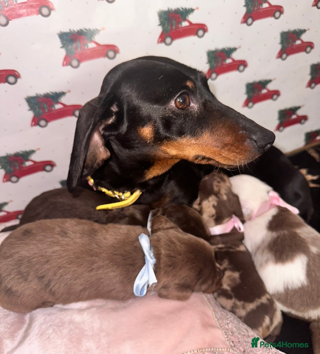 Dachshund dogs for sale: Dachshund  - Advert 4