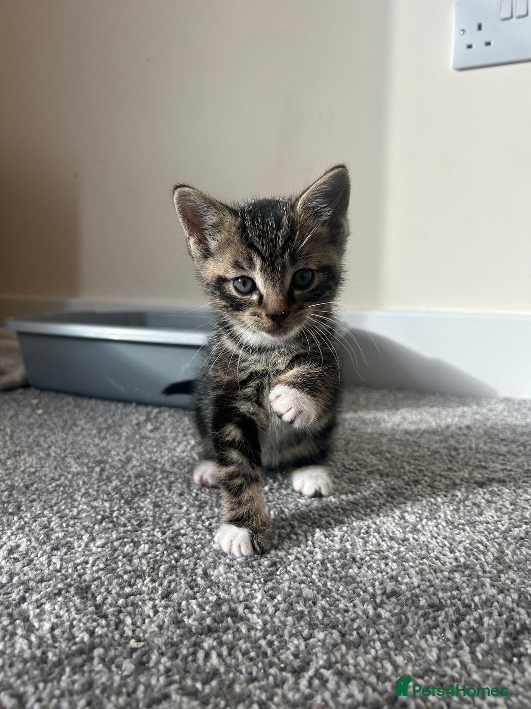 Mixed Breed cats for sale: 3 month old tabby  - Advert 9