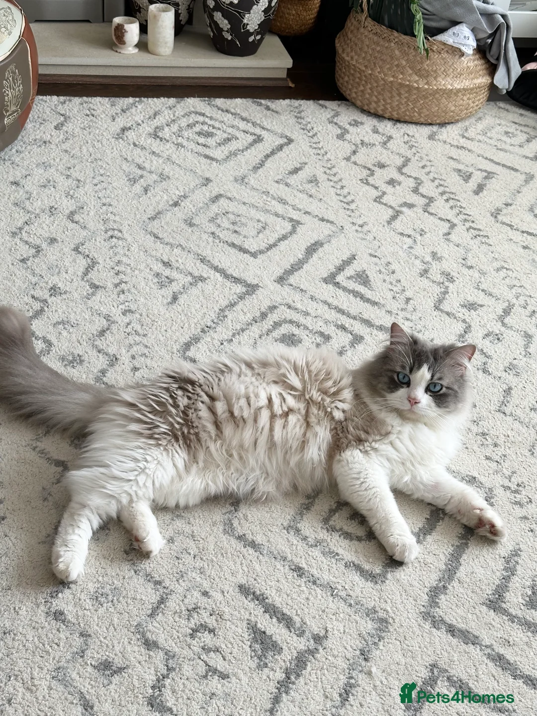 Ragdoll cats for stud: Bicolour Ragdoll Male for Stud in Mansfield - Advert 4