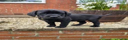 Labrador Retriever dogs for sale: *1 Girl left*Ready to Leave* KC Mam & Dad at home - Advert 9