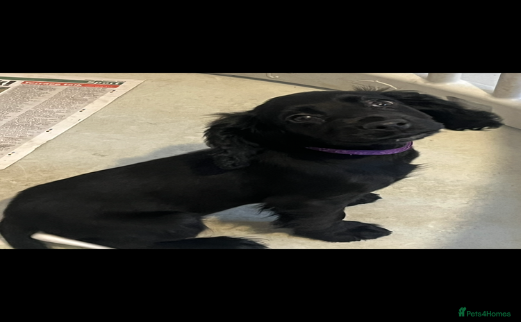 Cocker Spaniel dogs - Advert 1