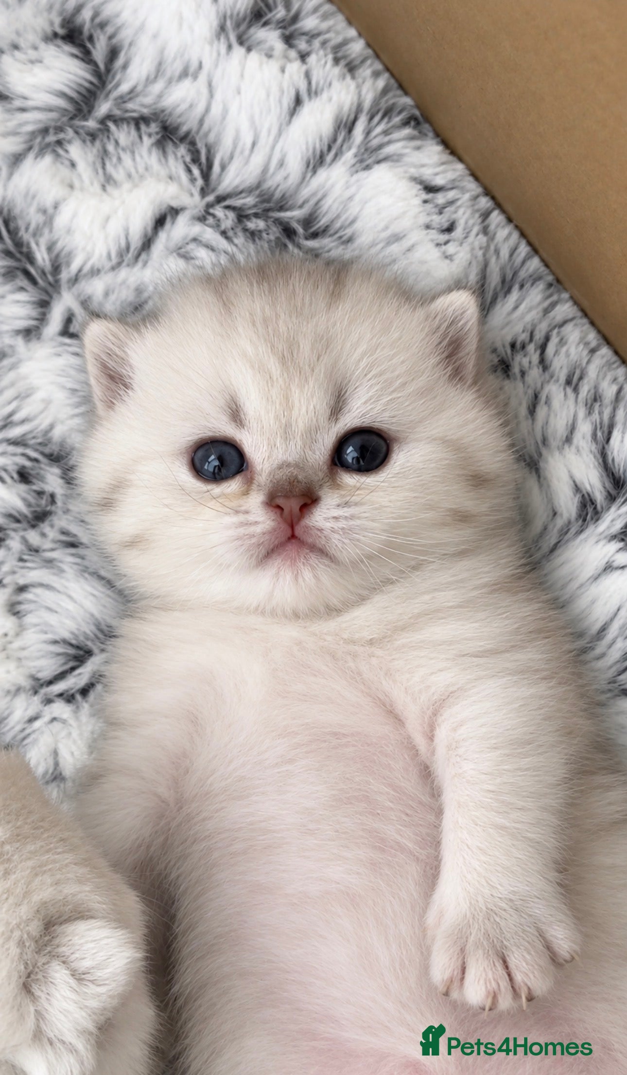 British Shorthair cats Silver British Shorthair kittens - Advert 2