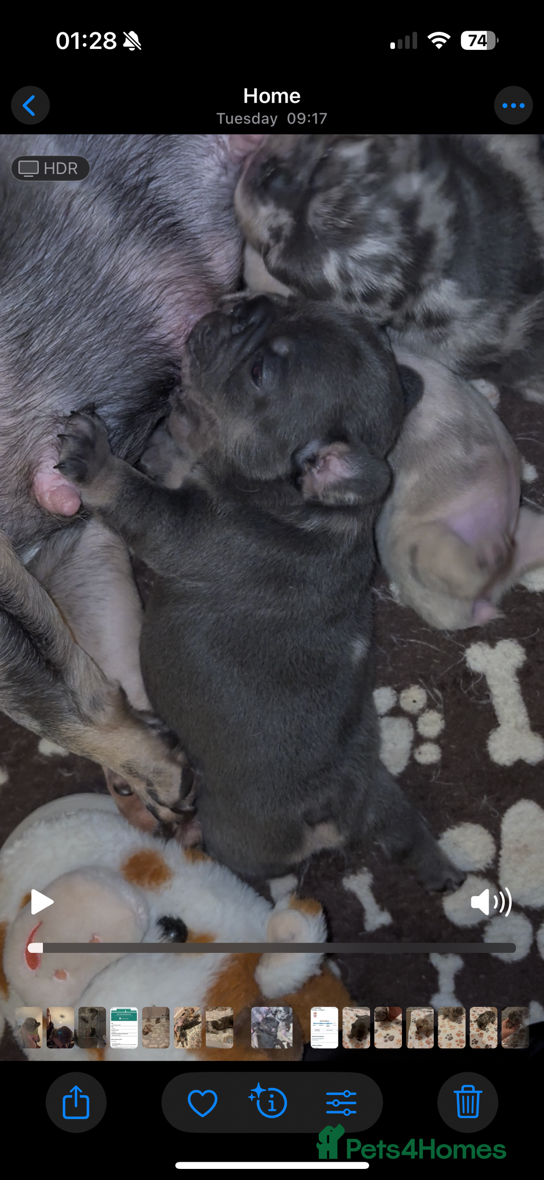 French Bulldog dogs for sale: 4 female French bulldog  - Advert 4