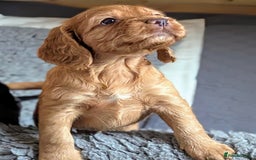 Cocker Spaniel dogs for sale: Beautiful Cocker Spaniel Puppies  - Image 3