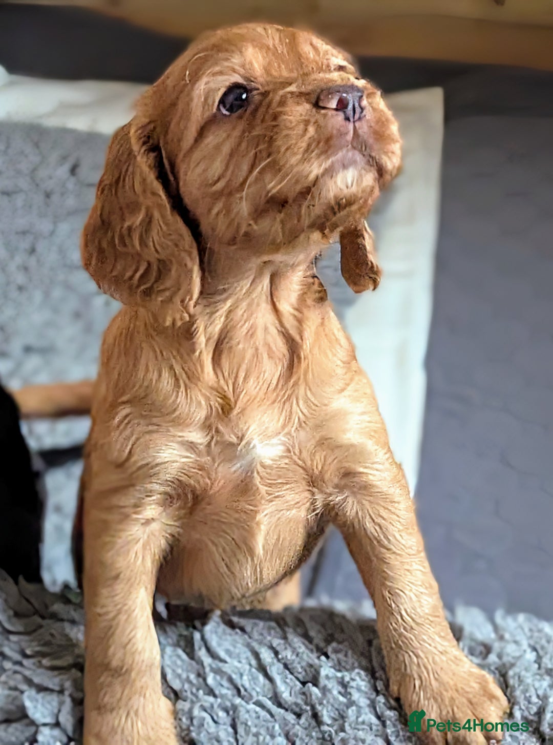 Cocker Spaniel dogs for sale: Beautiful Cocker Spaniel Puppies  - Image 3