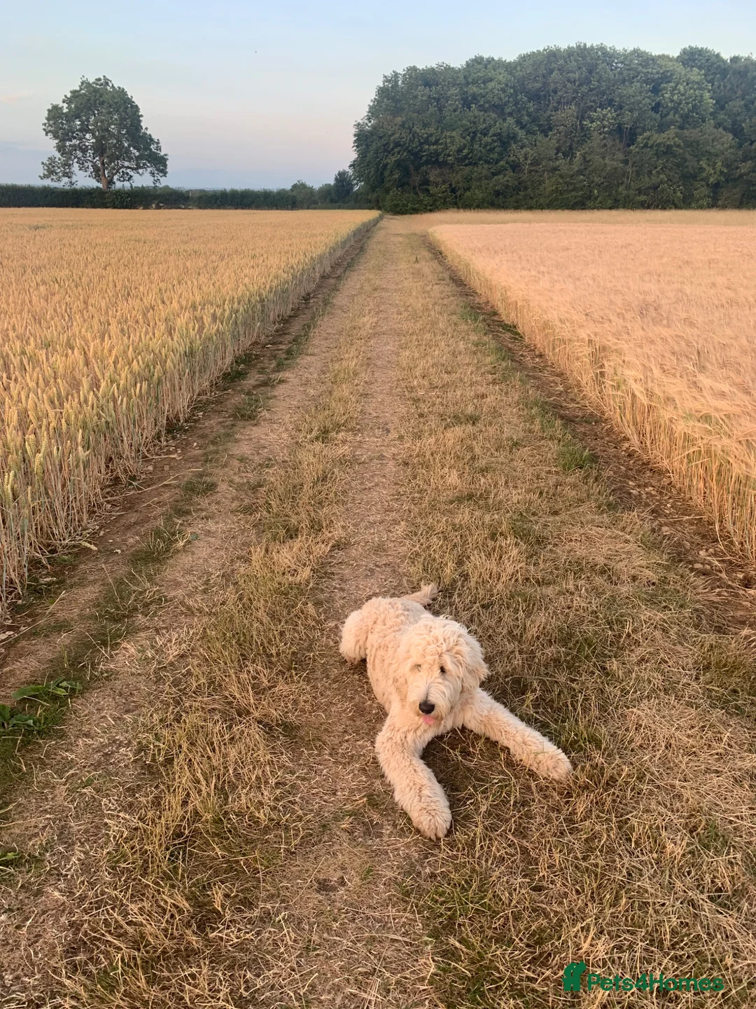 Goldendoodle dogs for sale: Max the Goldendoodle in Lincoln - Advert 12
