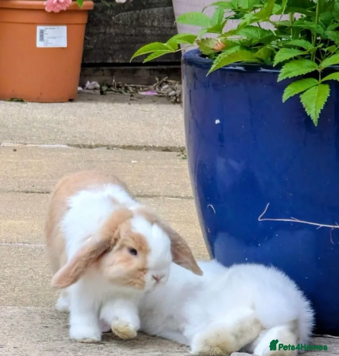 Mini Lop rabbits for sale: Two Beautiful Pure Bred Mini Lop Rabbits For Sale  - Advert 1