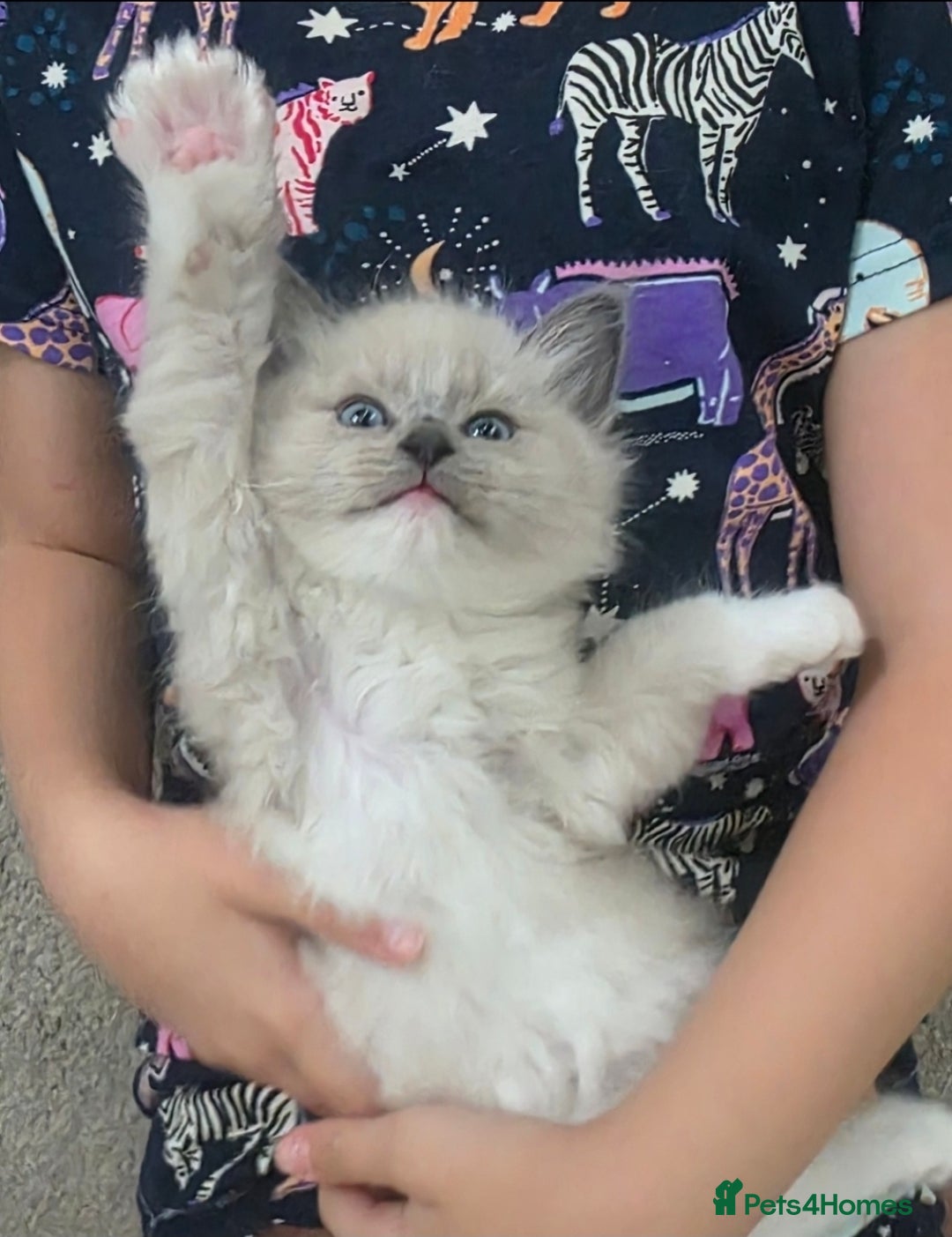 Ragdoll cats for sale: Stunning Ragdolls  - Image 14