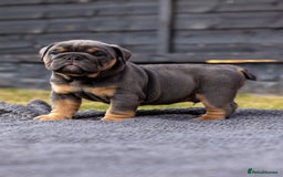 English Bulldog dogs for sale: English Bulldog puppies  - Image 4