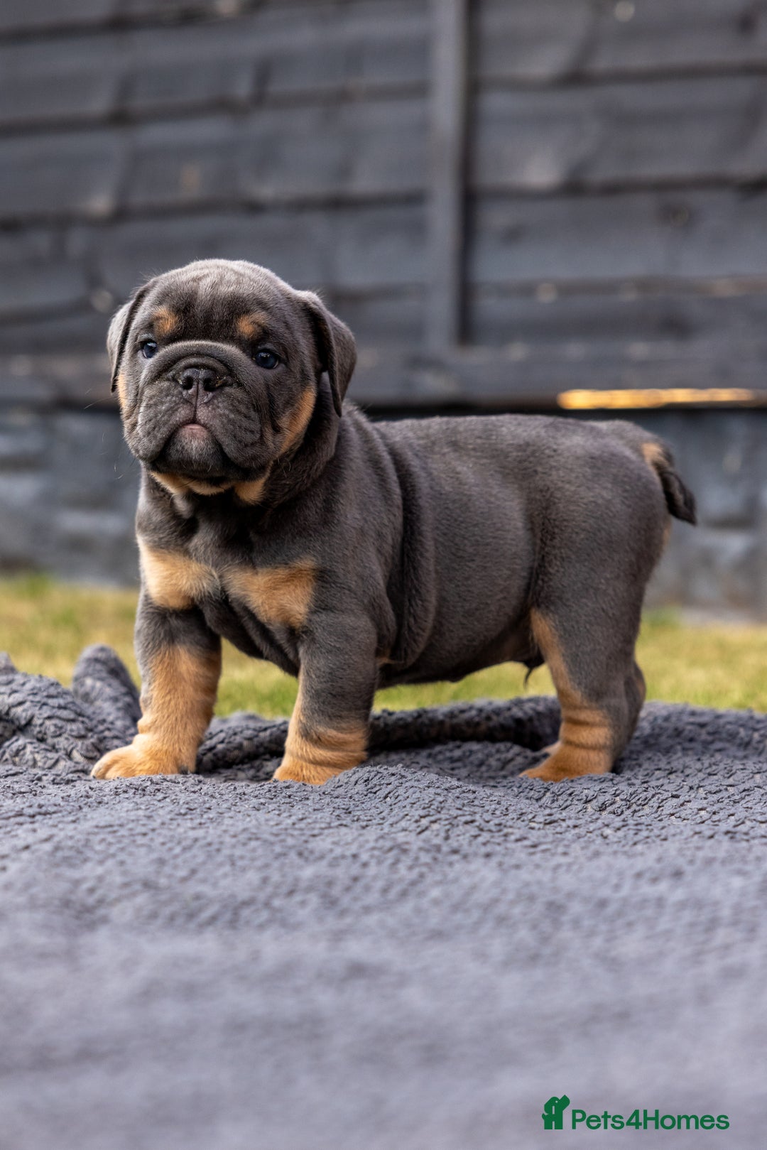 English Bulldog dogs for sale: English Bulldog puppies  - Image 4