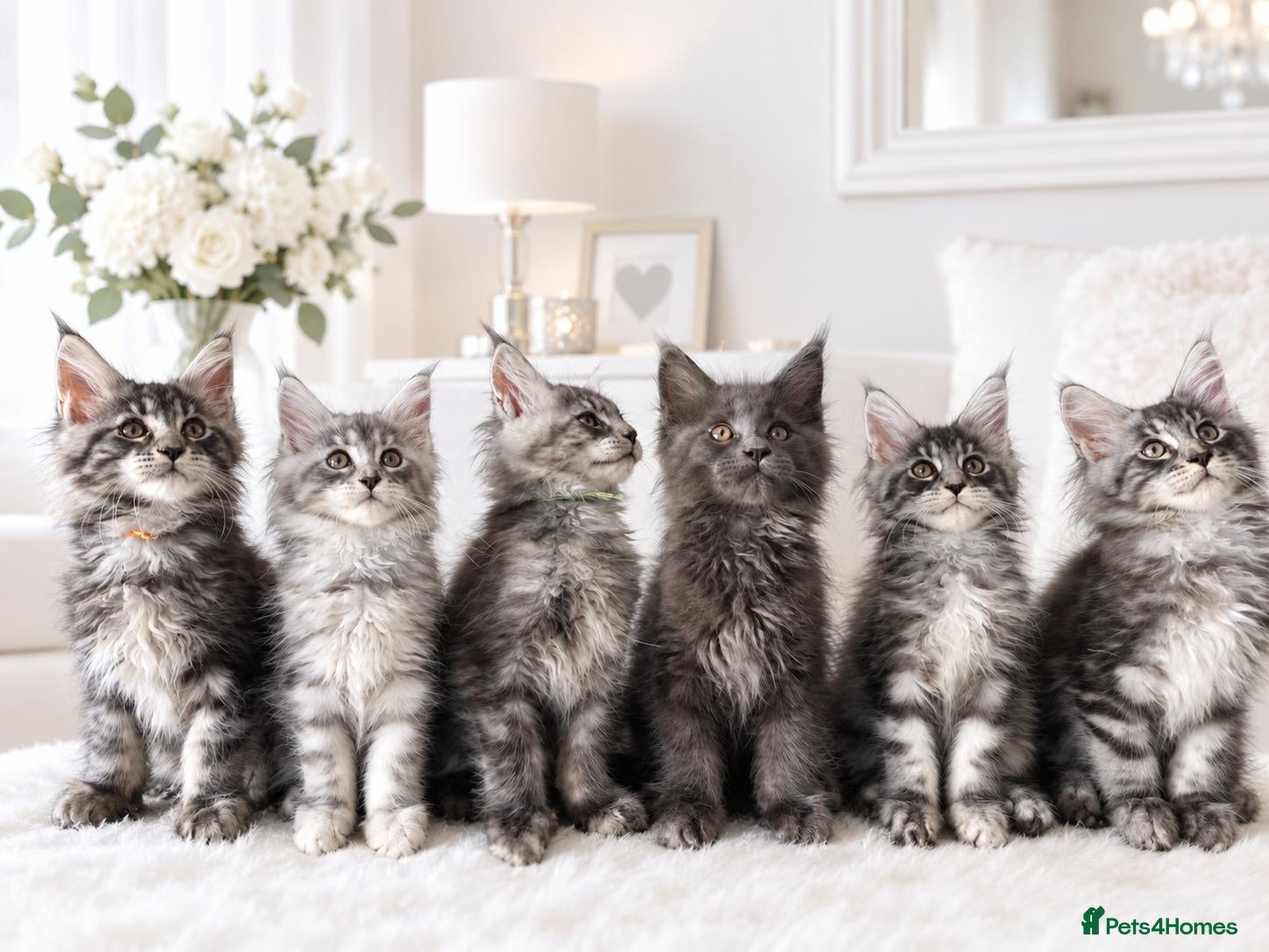 Maine Coon cats GCCF-registered Maine Coon kittens. - Advert 1