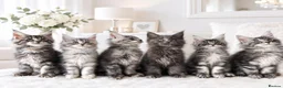 Maine Coon cats for sale: GCCF-registered Maine Coon kittens. - Advert 1