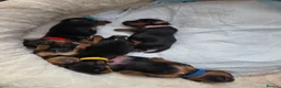 Yorkshire Terrier dogs for sale: 5 puppies for sale in London - Advert 9