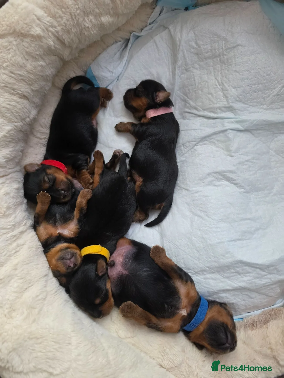Yorkshire Terrier dogs for sale: 5 puppies for sale in London - Advert 9
